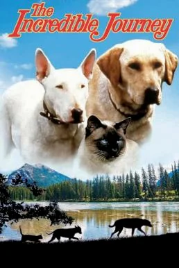The Incredible Journey (1963) บรรยายไทยแปล
